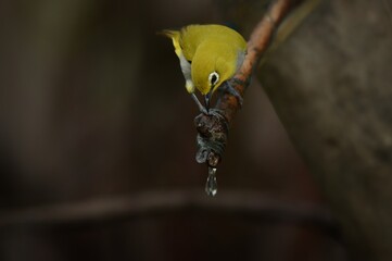 Yellow forehead The head and body are yellowish green. Yellow neck and buttocks Classified from white-eyed birds with a green back in the middle of the belly are yellow or fawn.