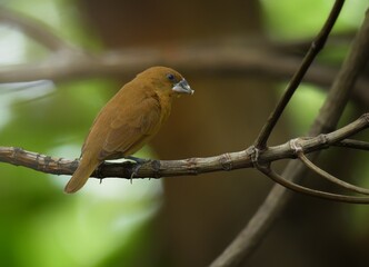 The body of the bird is a brown body, similar to the white-throated Munia Munro. But the fontanel is darker than the blue-gray mouth