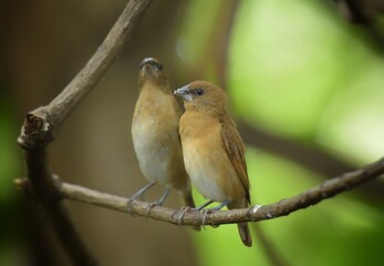 The body of the bird is a brown body, similar to the white-throated Munia Munro. But the fontanel is darker than the blue-gray mouth