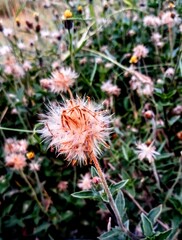 red and yellow flower