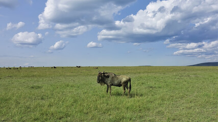 In the vast savannah, on the green grass, there is a lone wildebeest. In the distance a group of antelopes. There are picturesque clouds in the blue sky. Summer sunny day. Kenya. Masai Mara park.