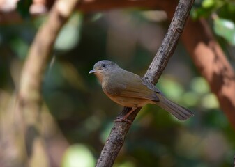 Gray or greyish white eyes No white or light skin around the eyes Forehead to occipital gray The face and the head are brown. Above the eyes is a thin black eyebrows. The body is yellowish brown.