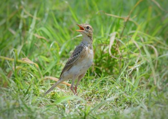 The top of the head and body are brown. The lower body is white and brownish yellow. The tail feathers are larger than the gray-breasted Warbler and the red-breasted Warbler. The underside of the tail
