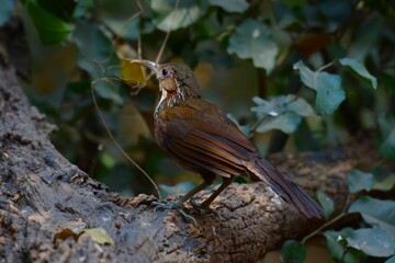 The mouth is dark brown and black. The upper body is dark brown. The wings and tail are dark reddish brown, with a brown face on the side of a reddish-brown neck.