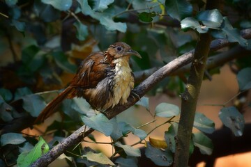 The mouth is dark brown and black. The upper body is dark brown. The wings and tail are dark reddish brown, with a brown face on the side of a reddish-brown neck.
