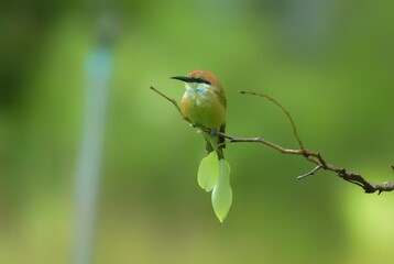 Head to back, orange color, black eyes, bright yellow neck and chest. There are small black and orange stripes, green body, bright blue rump. No distance between the middle pair of long spikes