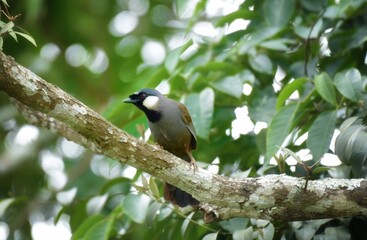 The body hair is dark gray to brown, the chin and neck are black, and the forehead is slightly tufted with black hair. On the side of the neck there is a prominent white stripe.