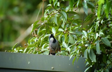 The body hair is dark gray to brown, the chin and neck are black, and the forehead is slightly tufted with black hair. On the side of the neck there is a prominent white stripe.