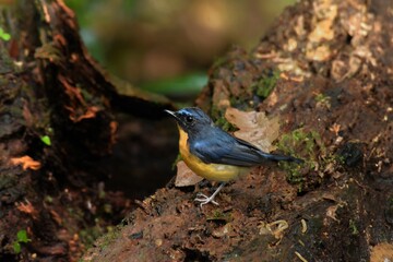 Head and upper body blue The chin and neck are concave reddish-brown in color with the chest and flanks. Some of them may be orange, reddish brown on the neck and chest, like a bird catcher bug,