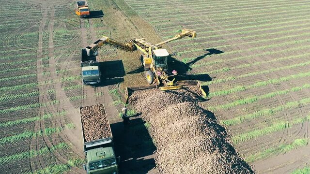 Agricultural machine are taking sugar beets out of the field
