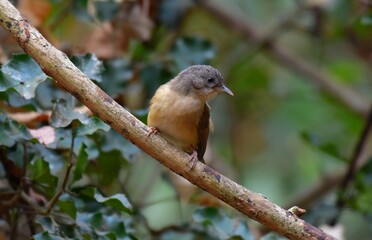 Gray or greyish white eyes No white or light skin around the eyes Forehead to occipital gray The face and the head are brown. Above the eyes is a thin black eyebrows. The body is yellowish brown.