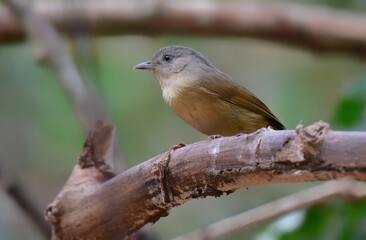Gray or greyish white eyes No white or light skin around the eyes Forehead to occipital gray The face and the head are brown. Above the eyes is a thin black eyebrows. The body is yellowish brown.