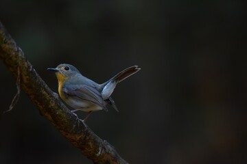 Classified by females of the same genus at the top and tail, grayish-gray tails. The orange neck and chest intersect with the belly like a male.