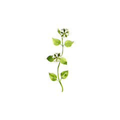 watercolor drawing chickweed