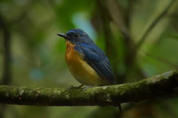 Head and upper body blue The chin and neck are concave reddish-brown in color with the chest and...