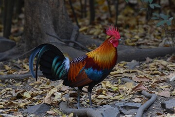 Bantamese, but has a slimmer body There are only one body color. Which will always have dark gray...