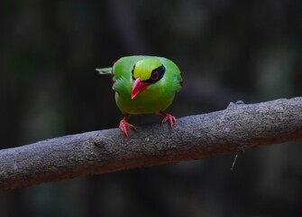 Black eye stripe, mouth, skin around the eye, shin and bright red feet, green body hair, red-brown wings, wing tip feathers, middle hairs, inner and outer wings, black and white Twin tail feathers