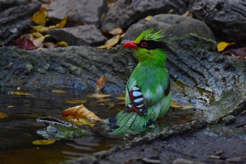 Black eye stripe, mouth, skin around the eye, shin and bright red feet, green body hair, red-brown wings, wing tip feathers, middle hairs, inner and outer wings, black and white Twin tail feathers