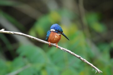 Like an ordinary kingfisher But darker And the hair is not covered with reddish-brown ears, head, hind wings and dark blue tail. Mid back, dark blue Reddish-brown belly Shin and red foot