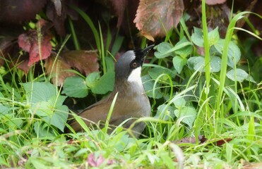 The body hair is dark gray to brown, the chin and neck are black, and the forehead is slightly tufted with black hair. On the side of the neck there is a prominent white stripe.