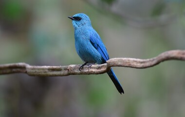 Short mouth, eyes and short eyes. Black head and body. Dark blue-green. Habitat in the lower northern areas. Evergreen forest, migratory periods found in mangrove forests, orchards and parks.