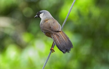 The body hair is dark gray to brown, the chin and neck are black, and the forehead is slightly tufted with black hair. On the side of the neck there is a prominent white stripe.