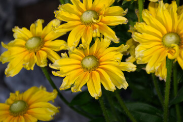 Back-Eyed Susan with White Centre