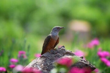 Is a bird that is 22 cm long, not big and not small The mouth is sharp, slightly curved, black, gray, leather around the eyes, gray, head, neck, upper chest, gray fur, back hair, dark gray wings,