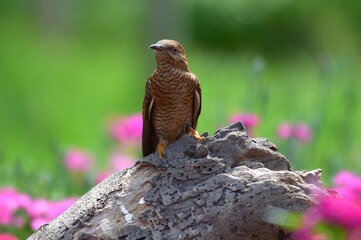 The adult female is sometimes similar to the male. But more often it appears more brown (hepatic...