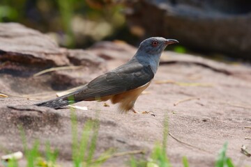 Is a bird that is 22 cm long, not big and not small The mouth is sharp, slightly curved, black, gray, leather around the eyes, gray, head, neck, upper chest, gray fur, back hair, dark gray wings,