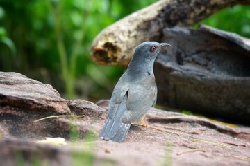 Is a bird that is 22 cm long, not big and not small The mouth is sharp, slightly curved, black, gray, leather around the eyes, gray, head, neck, upper chest, gray fur, back hair, dark gray wings,