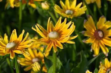 Back-Eyed Susan with White Centre