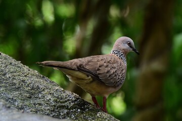 It has a gray head and a brown back, a reddish chest and a reddish brown neck. The distinctive features are There is a black stripe and white dots around the neck on the back