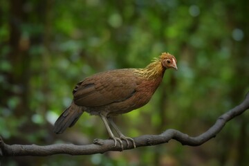 Red Junglefowl or Gallus gallus spadiceus, beautiful chicken was scratching for food on the ground in forest, Phetchaburi-Thailand.