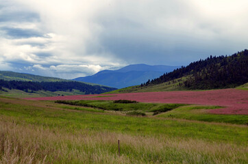Obraz premium Montana - Purple Meadow by Highway 89 south in Lewis & Clark National Forest