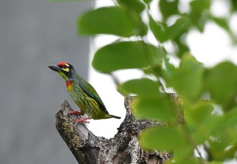 Looks like a big beak. With a fur at the base of the mouth, crying loudly, heard far away The header is large. Colorful
