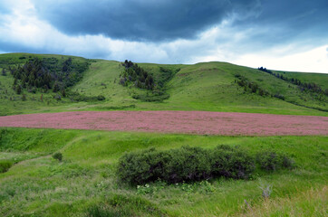 Montana - Purple Meadow by Highway 89 south in Lewis & Clark National Forest