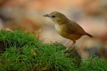 The upper body is reddish brown. Dark reddish brown on the tail and the sides of the neck, the middle of the chest and the abdomen.