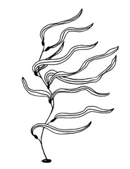 Hand-drawn vector drawing in black outline. Sea kelp isolated on white background. Plant, healthy foods, algae.