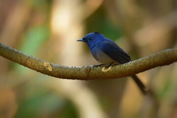 Dark blue wide mouth The occiput has a short crest, set to be a ridge. The top is black, the head...
