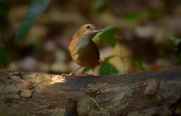 The upper body is reddish brown. Dark reddish brown on the tail and the sides of the neck, the middle of the chest and the abdomen.