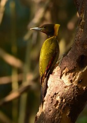 Most woodpeckers are tricky by tapping the wood to listen to the sound. That inside the larvae, which are their insects,