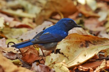 Head and body above the blue-blue Slightly blue forehead Lighter neck and chest The abdomen and the sides are grayish-gray, with white on the underside. Some may have a white triangular neck band.