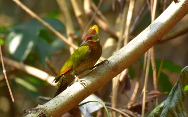 Most woodpeckers are tricky by tapping the wood to listen to the sound. That inside the larvae, which are their insects,