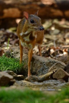 Is another type of mouse deer that can be found in Thailand With a height of 20 to 23 centimeters from the hoof to the shoulder. The distinctive feature is the white stripe pattern on the chest