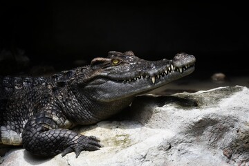 Freshwater crocodiles are blunt heads shorter than saltwater crocodiles. With 4 scales at the end, clearly arranged The hind feet are slightly webbed.