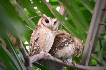 With tuff hair erect on two heads, also known as ears The top part is gray or brown depending on...