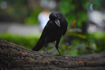 Corvus is similar to another type of bird, Raven Bird, which is a bird that is also black.