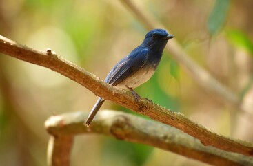 Head and body above the blue-blue Slightly blue forehead Lighter neck and chest The abdomen and the sides are grayish-gray, with white on the underside. Some may have a white triangular neck band.