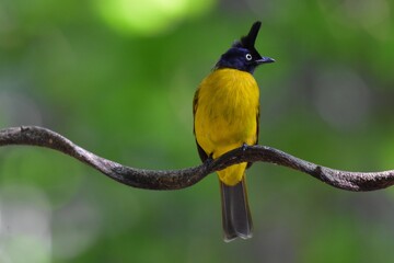 The black head has long crest, white eyes, hair on the body is brownish white. The lower body is yellow. Yellow-tipped, black-tipped tail, johnsoni subspecies with red necks.
